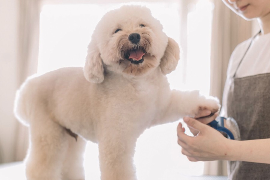 pet grooming salon