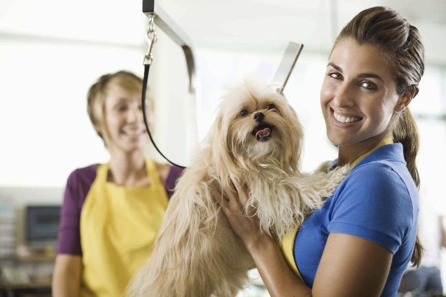 pet grooming salon