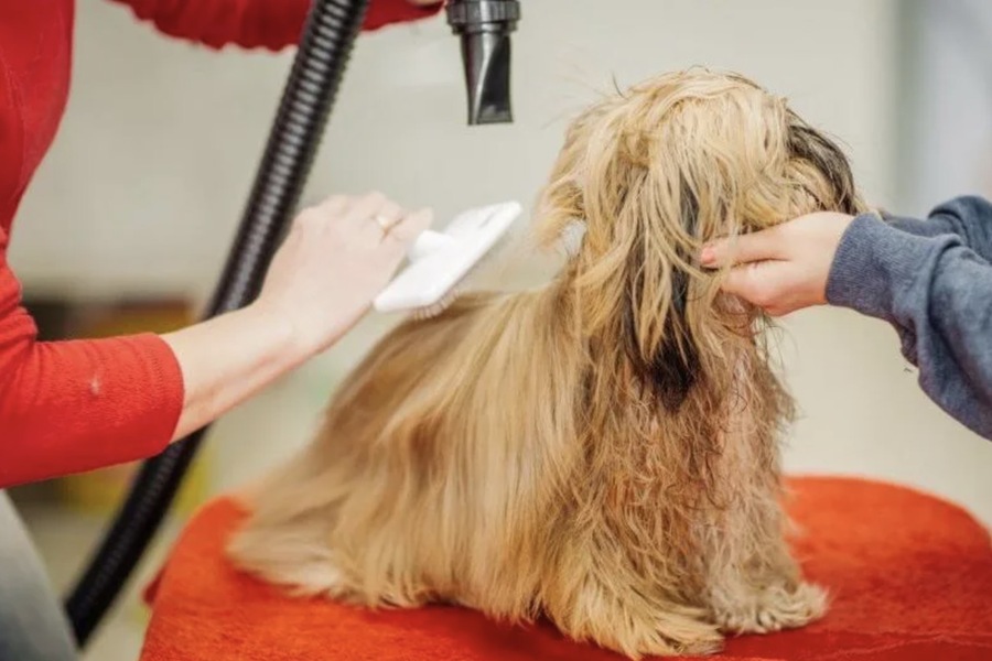 pet grooming salon
